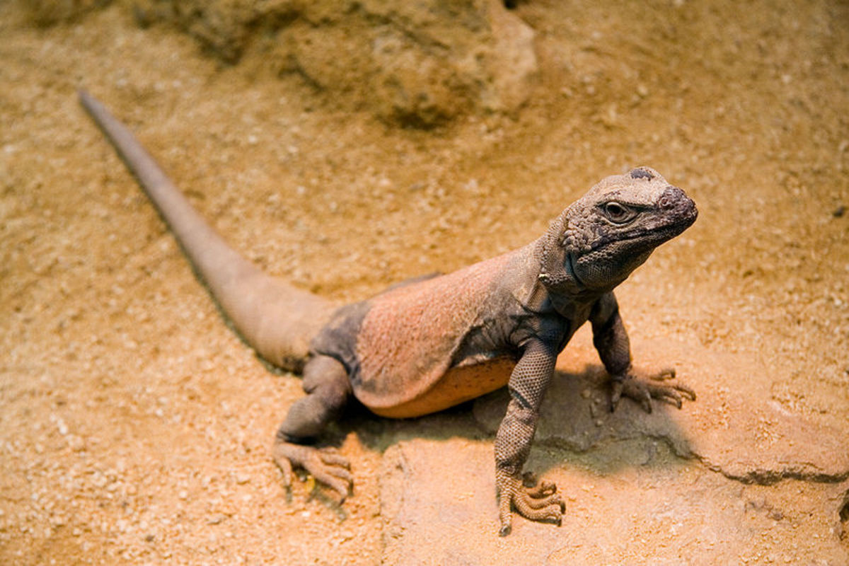 10 Pet Lizards That Don't Need to Eat 