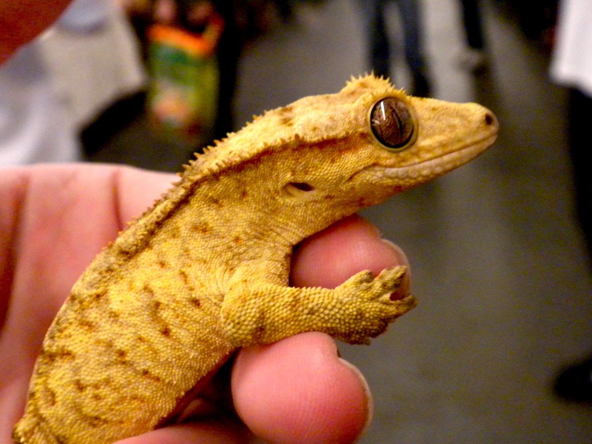 10 Pet Lizards That Don't Need to Eat Live Food - PetHelpful - By fellow  animal lovers and experts