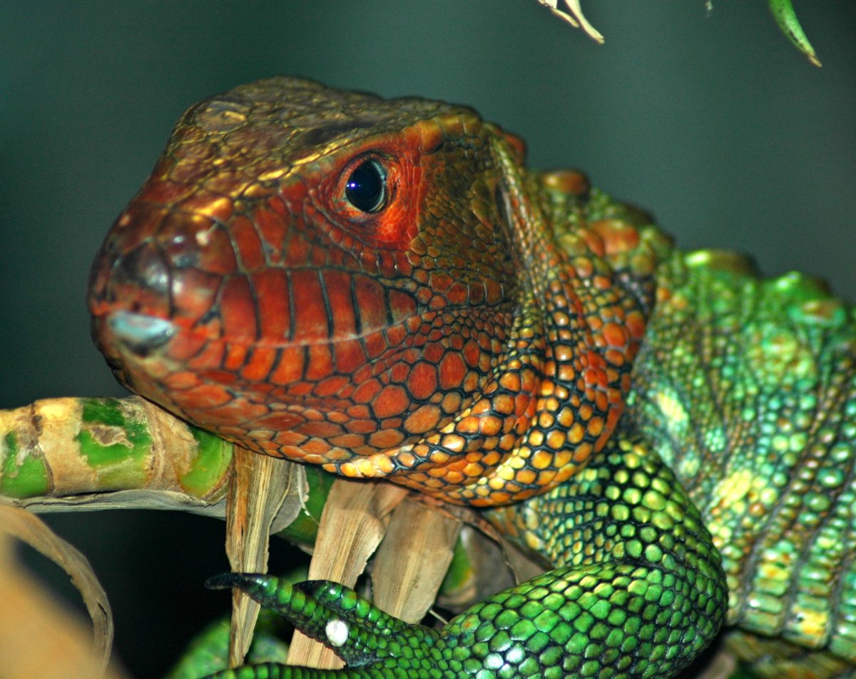 Caiman lizard