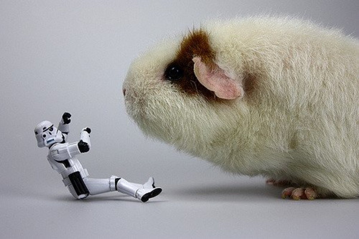 Pet guinea pig versus stormtrooper.
