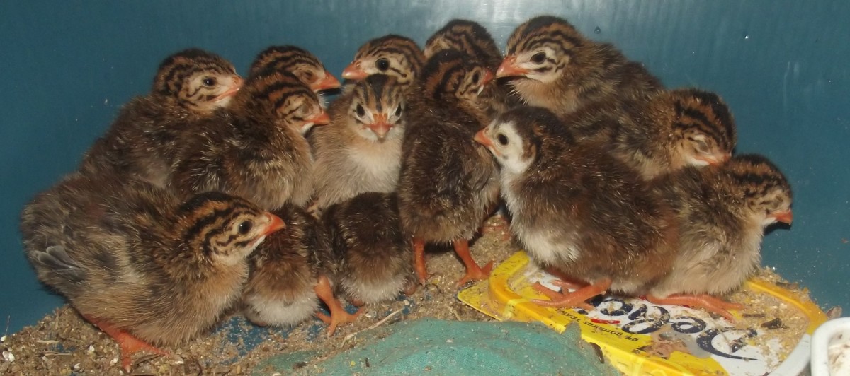 Young guineafowl require a protein rich food.