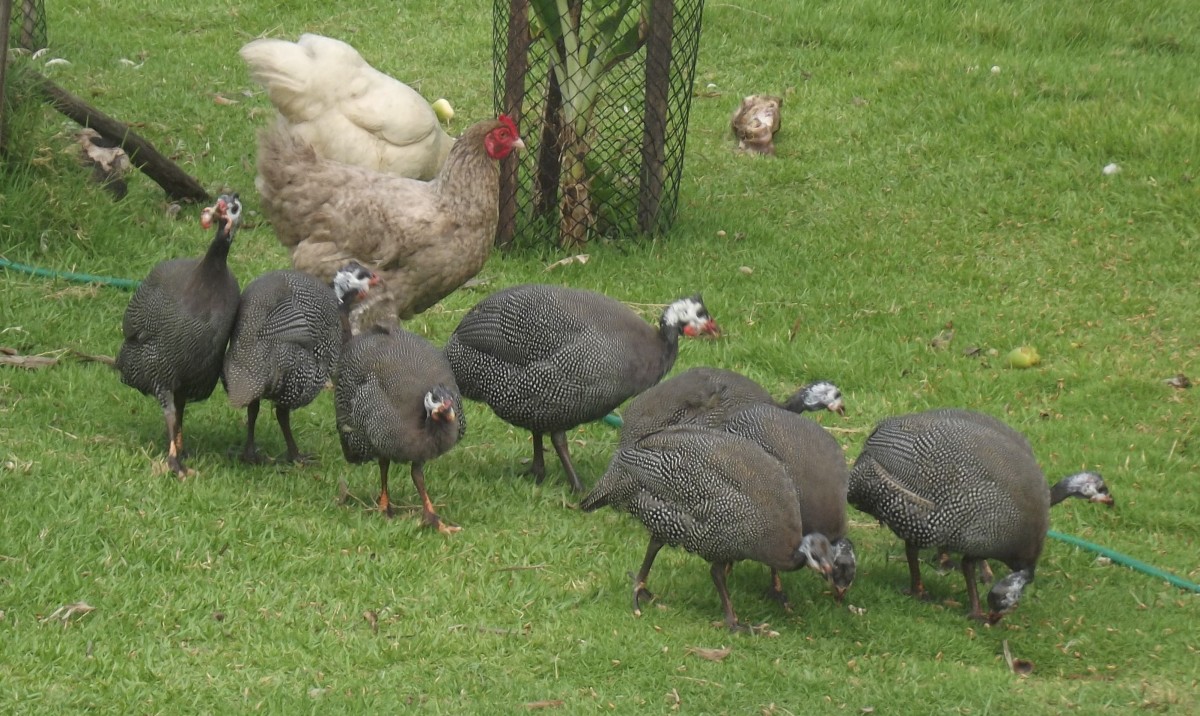 Guineafowl can be allowed to catch ticks during the day and return to the coop to lay eggs.