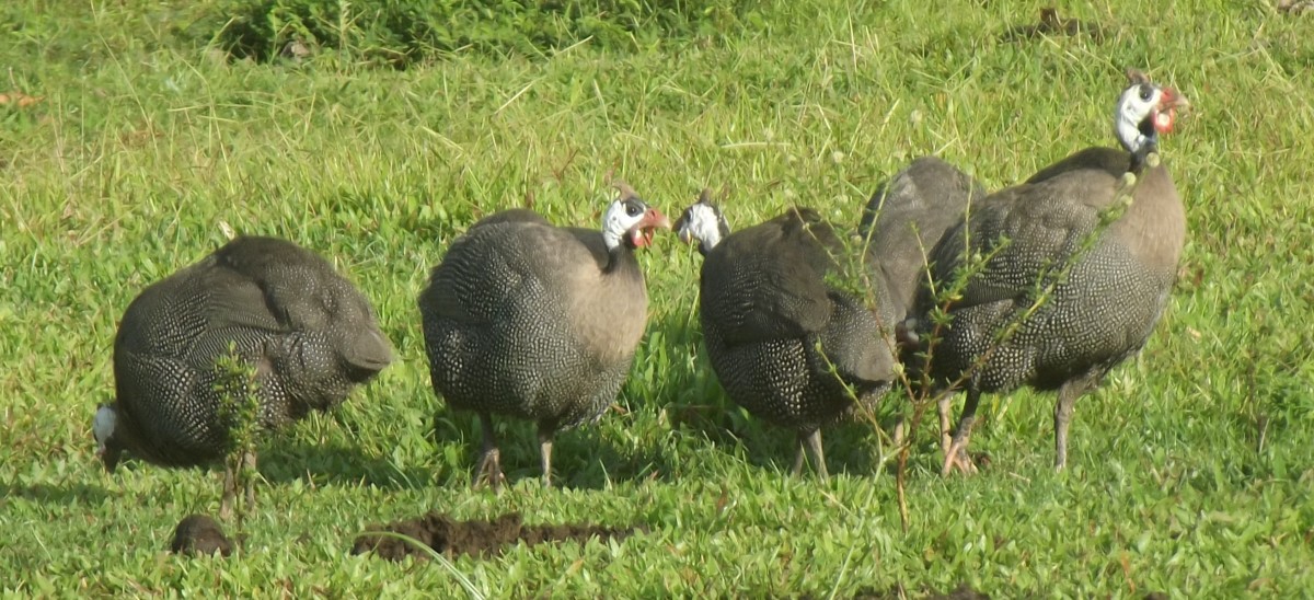 Guineafowl will pick up parasites and need to be dewormed.