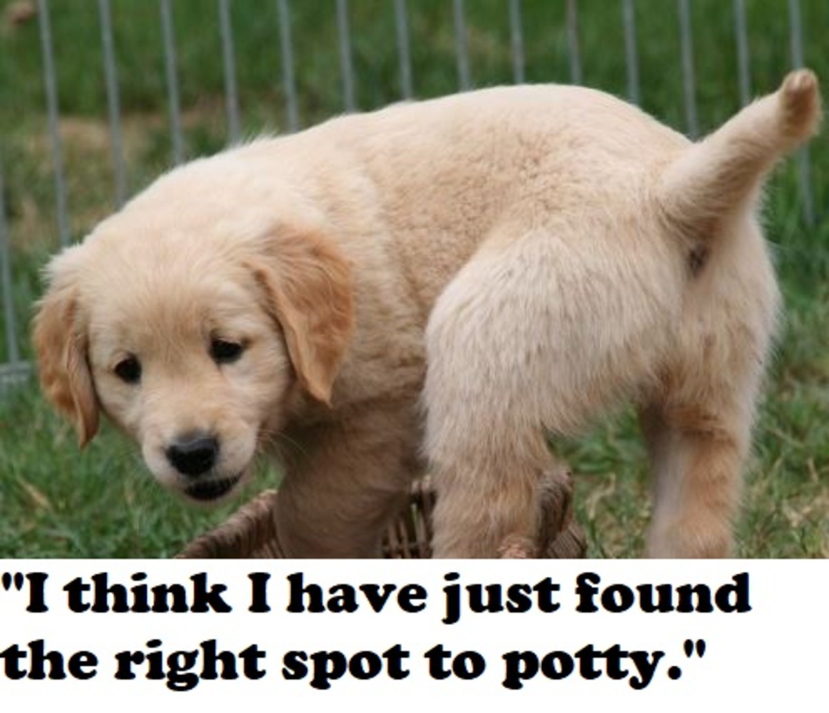 puppy go potty