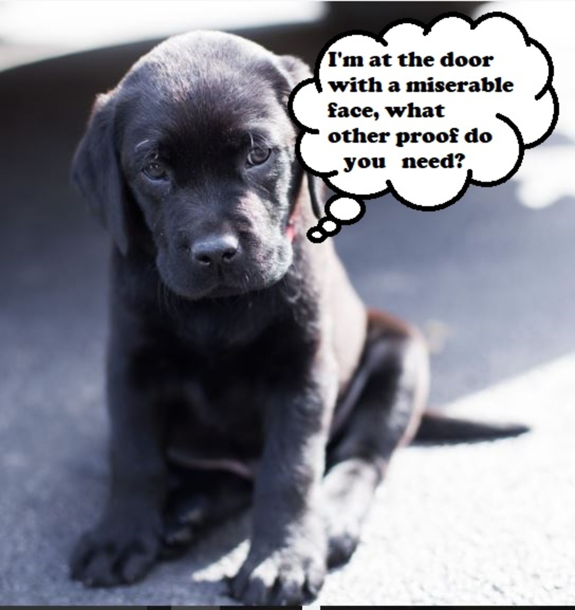 Signs Your Puppy Needs to Go Potty PetHelpful By fellow animal