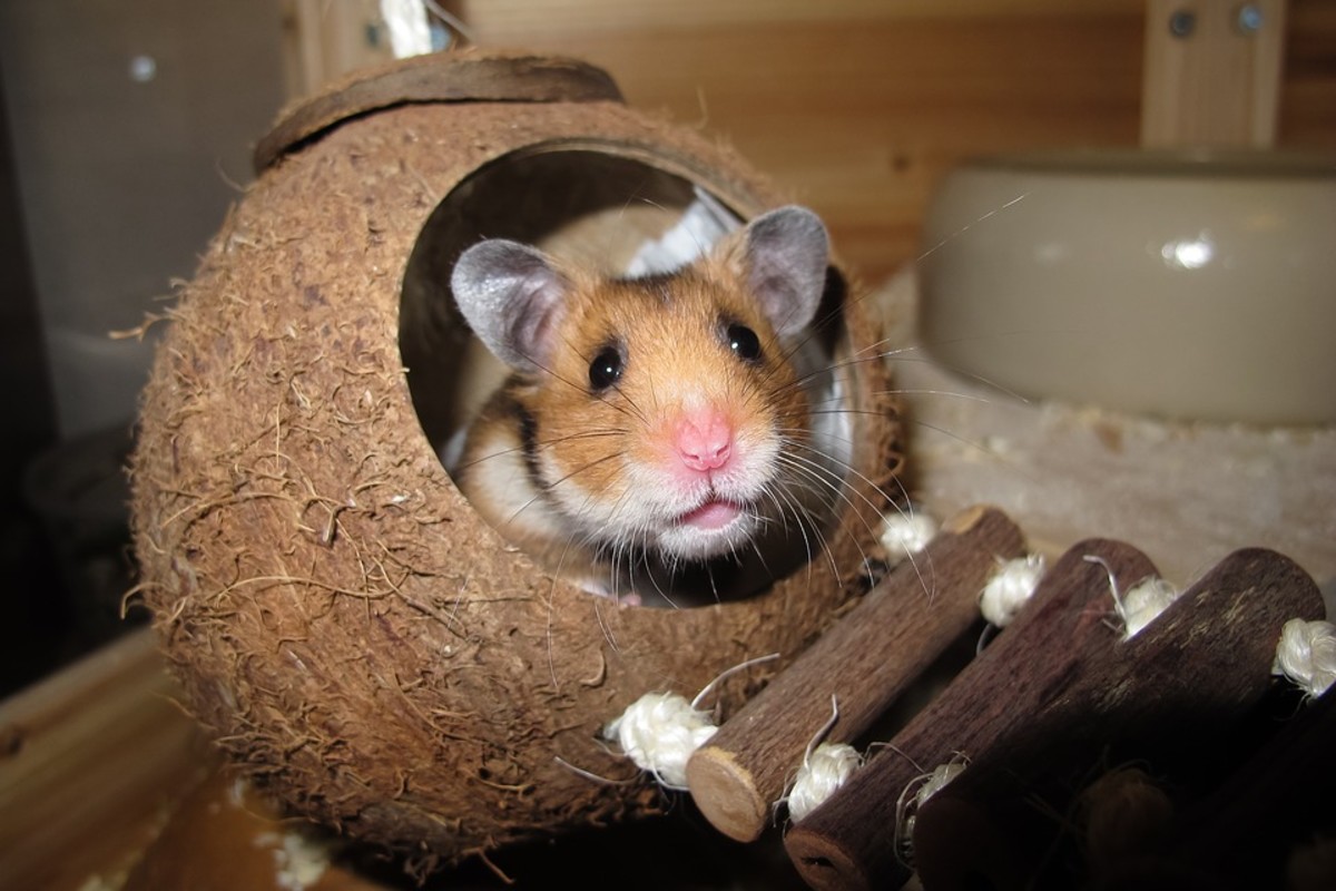 Can I separate baby Syrian hamsters from their mother when their eyes are  opened? - Quora