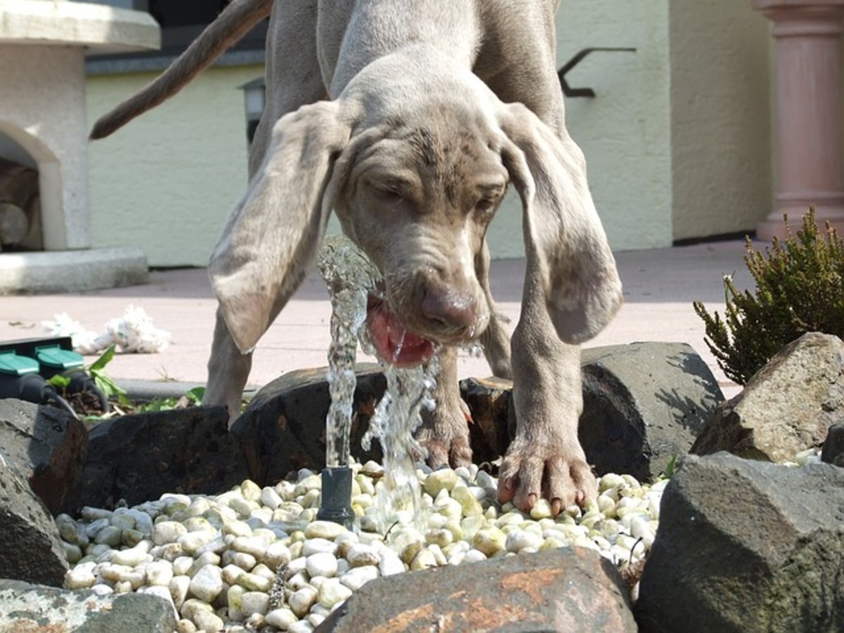 Weimaraners should have active lives, not be stuck in a boring home.