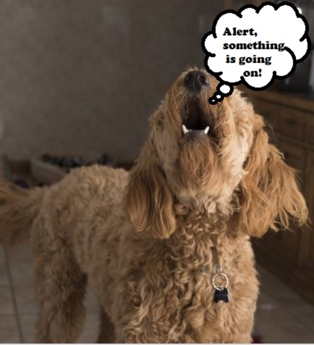11 Different Types of Dog Barking (With Translations) PetHelpful