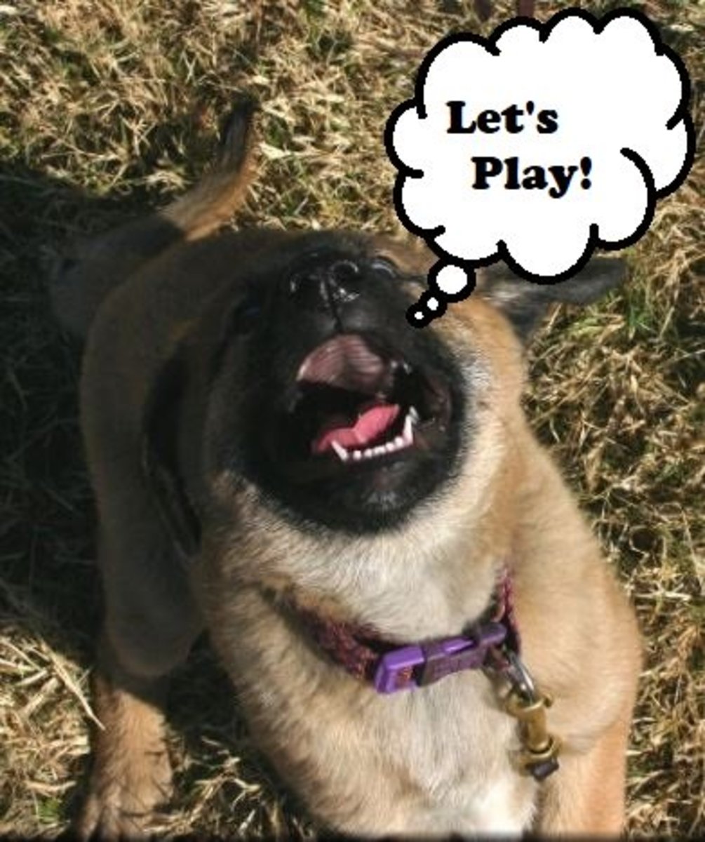 Play barking is a casual, enthusiastic exchange use by dogs to communicate excitement and friendliness.