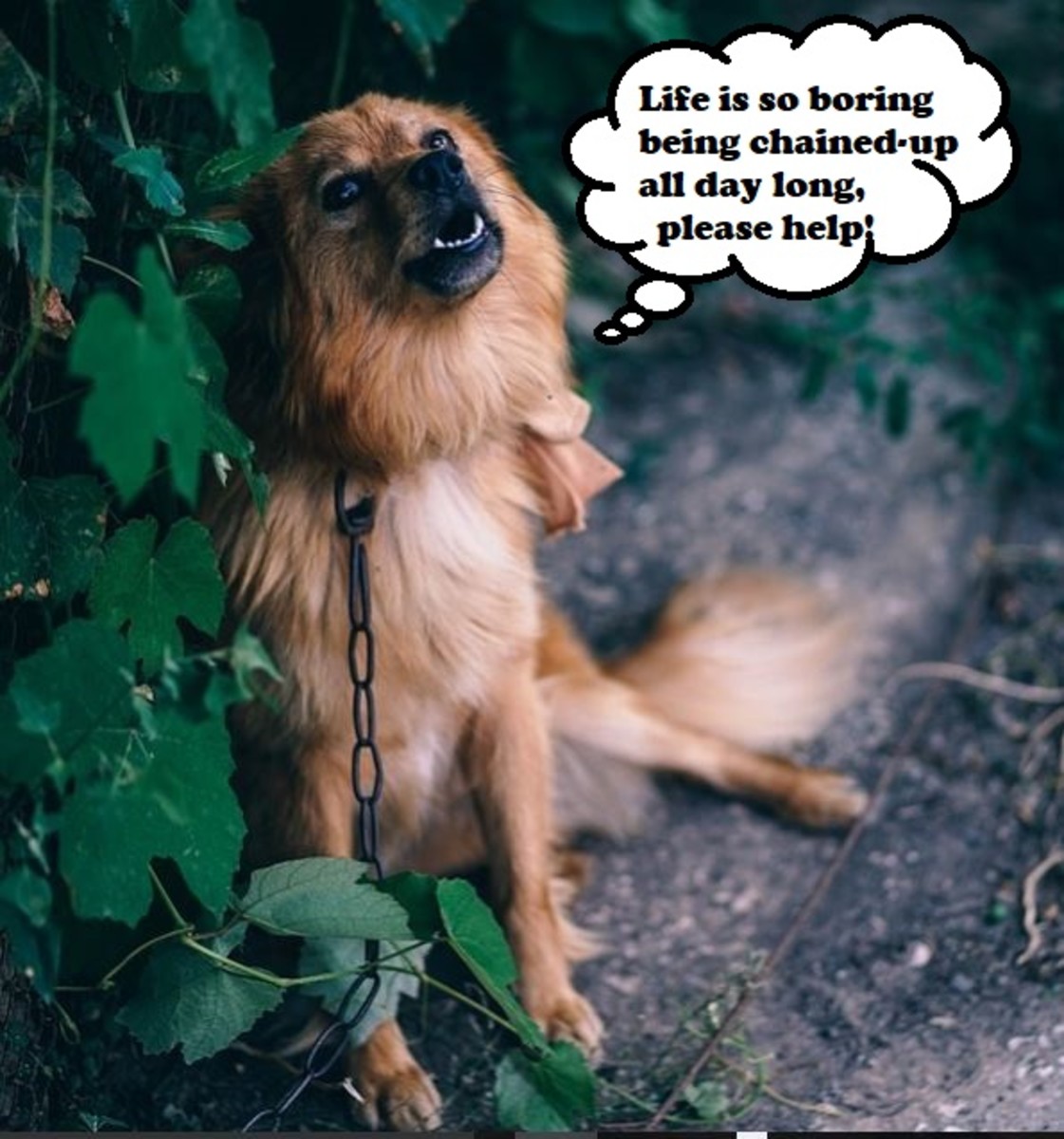 Boredom barking allows the dog to "vent" off unmet needs.