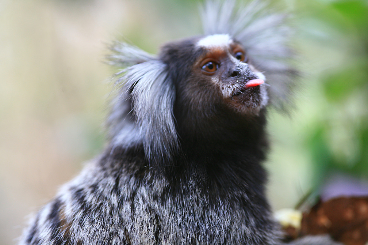 In terms of monkeys, you can't get much smaller than marmosets and tamarins.