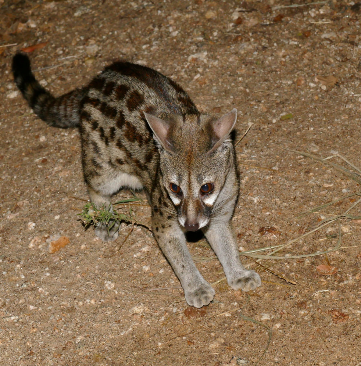 Spotted genets are small carnivores that resemble felines. 