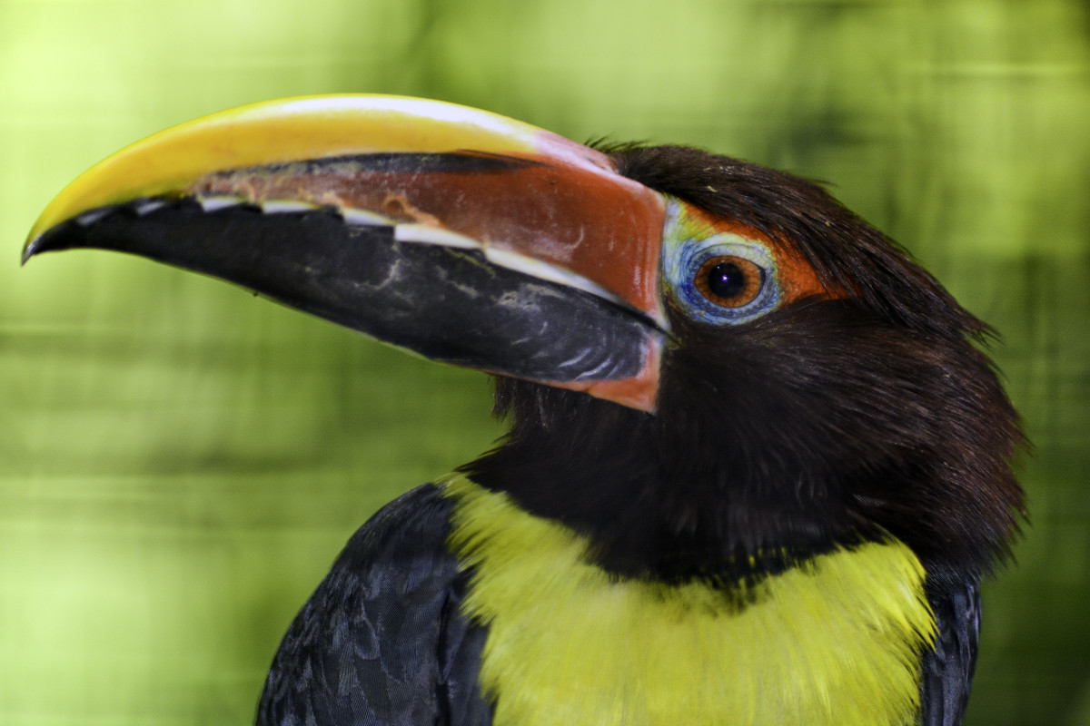 Toucanets and aracaris are essentially "tiny toucans" that can easily be successfully maintained as indoor birds.