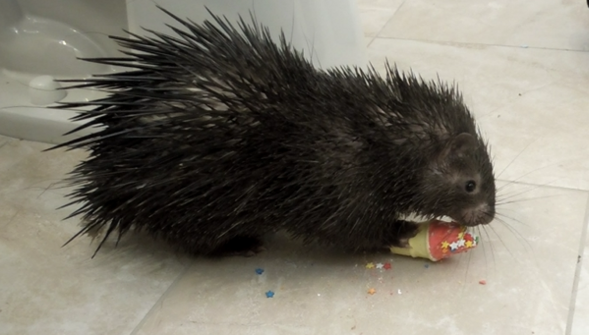 While Palawan porcupines are relatively large, they are much smaller than other species that are commonly available in the pet trade.