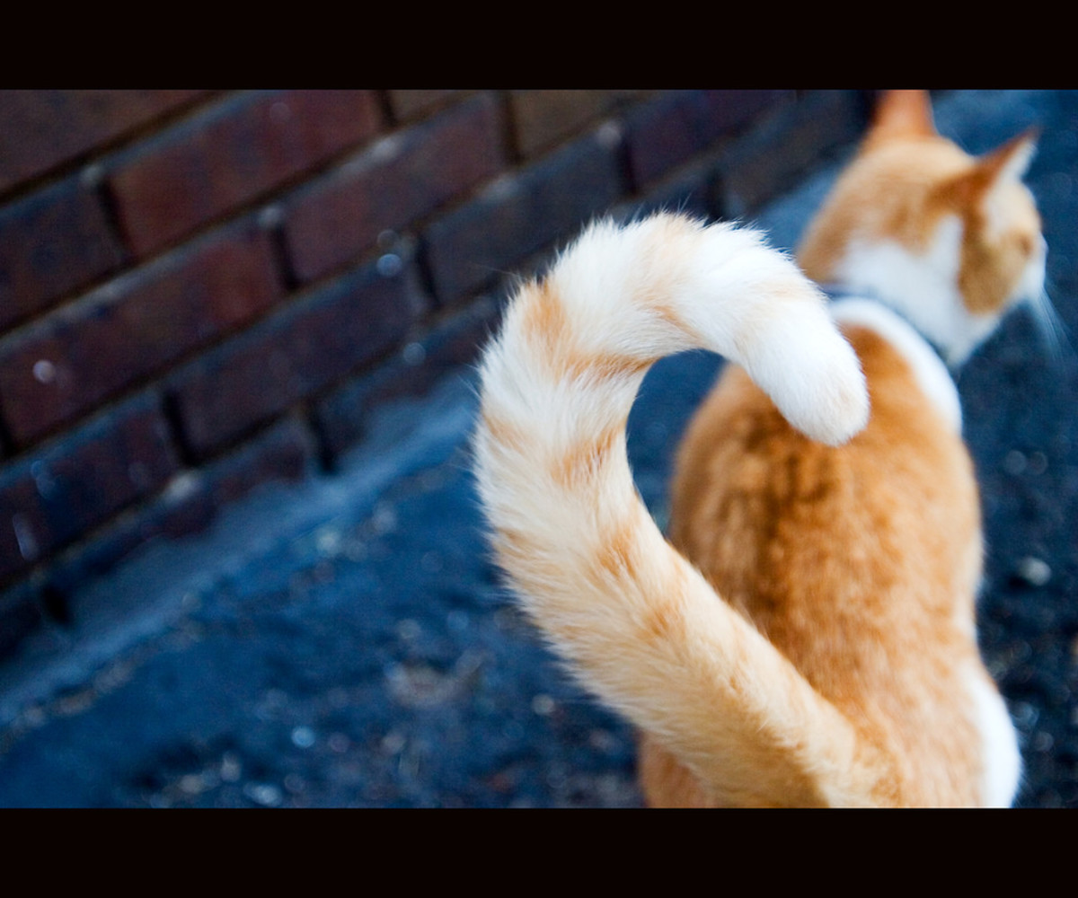 If your cat's tail is in this position it means they're feeling friendly and confident.
