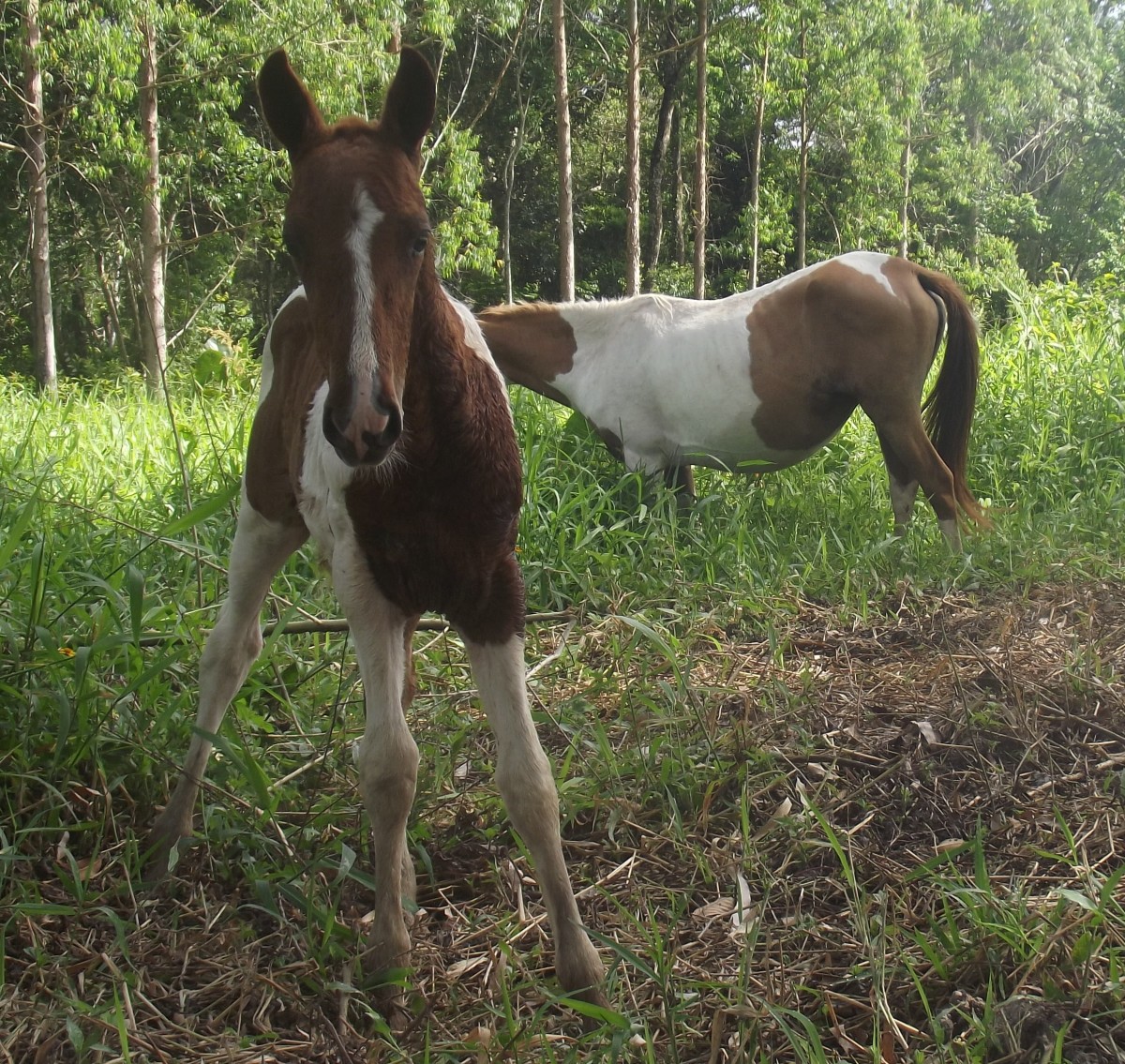 Foals are curious so teach your horses to come when called early if possible.