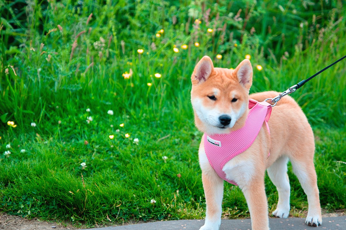 How about Kitsune for your little Shiba Inu friend? 