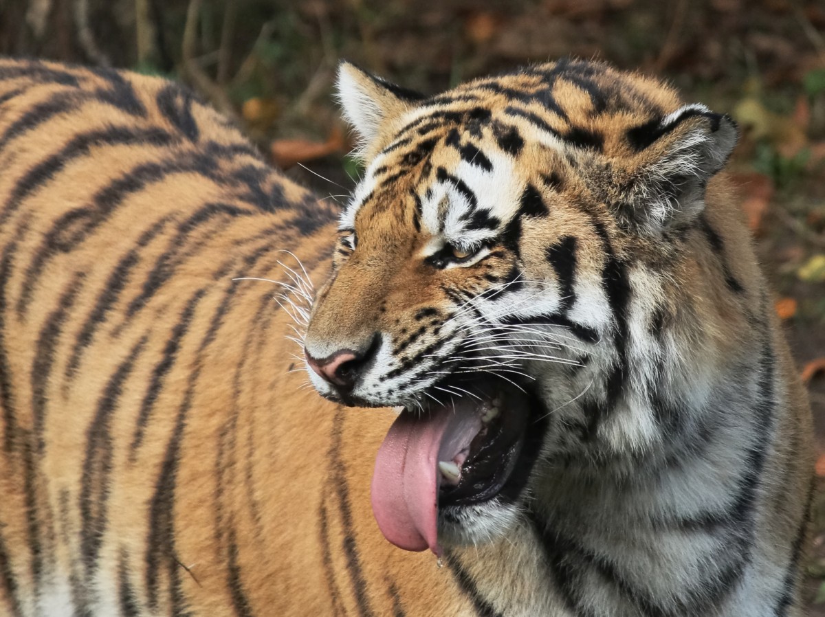A Siberian tiger demonstrating the flehmen response.