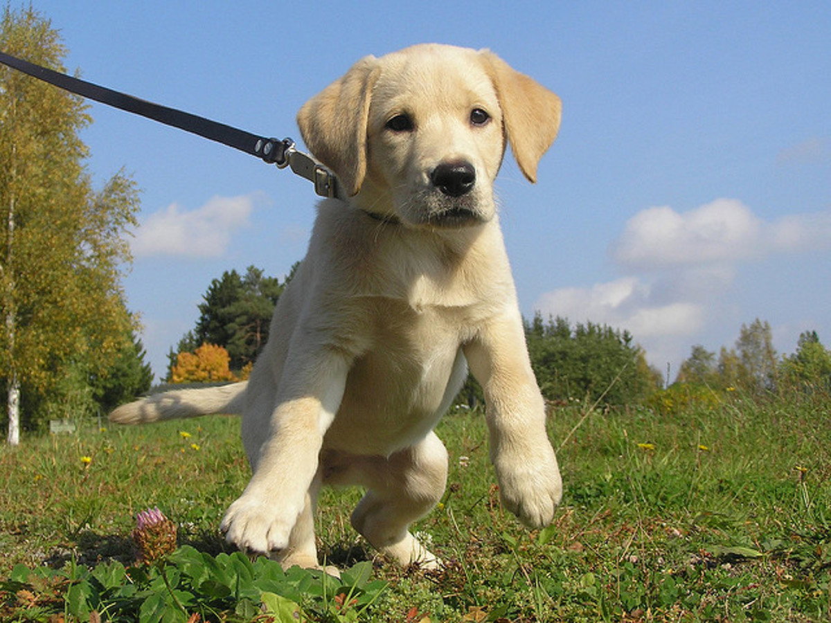 how do i teach my puppy self control