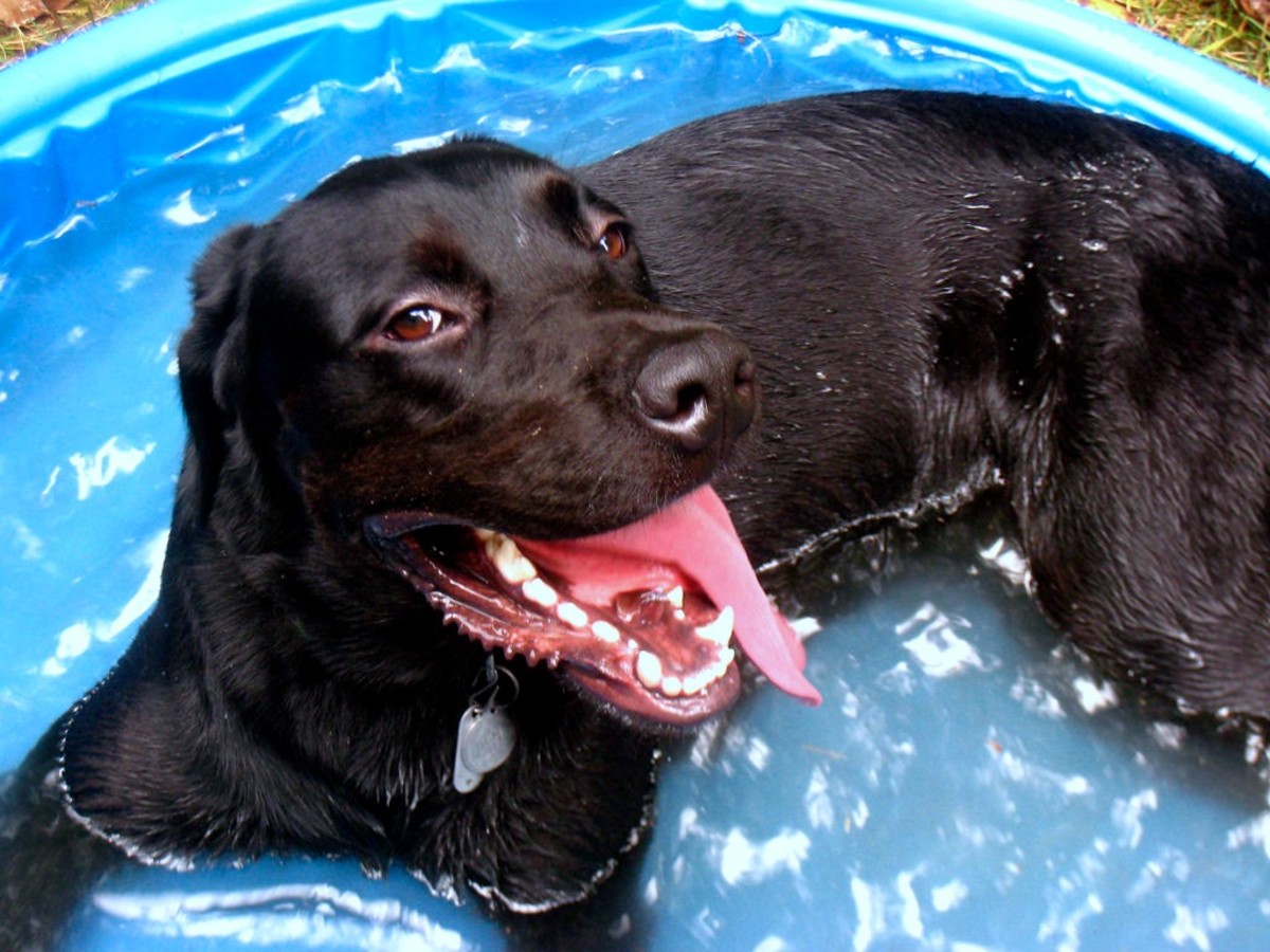 Here, a dog is cooling down in the kiddie pool to avoid potential heatstroke.