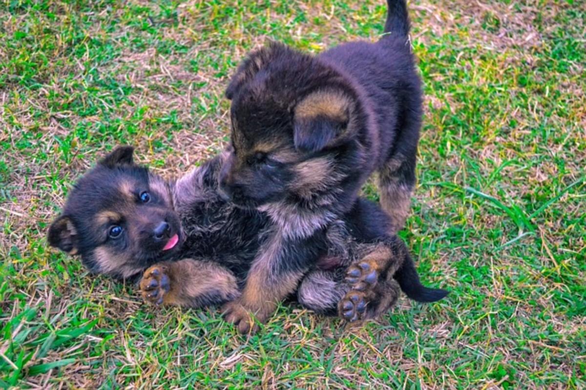 German Shepherd puppies go through four developmental stages by the time they're about 70 weeks old. 