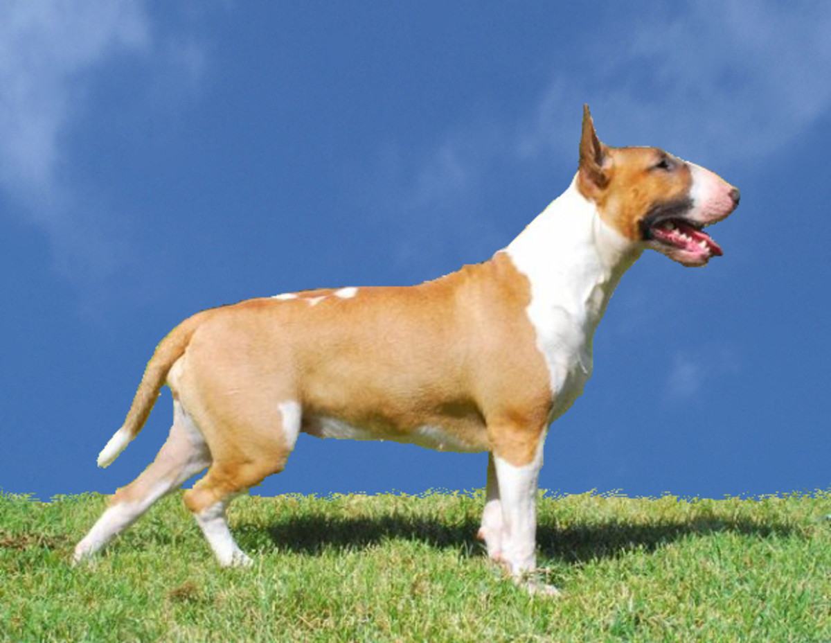 Bliv ophidset Tulipaner Som Your Guide to Bull Terrier Coat Colours - PetHelpful