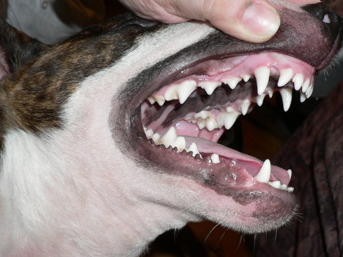 The mouth of a healthy Bull Terrier. A zincer's palate is often too high and interferes with swallowing. 