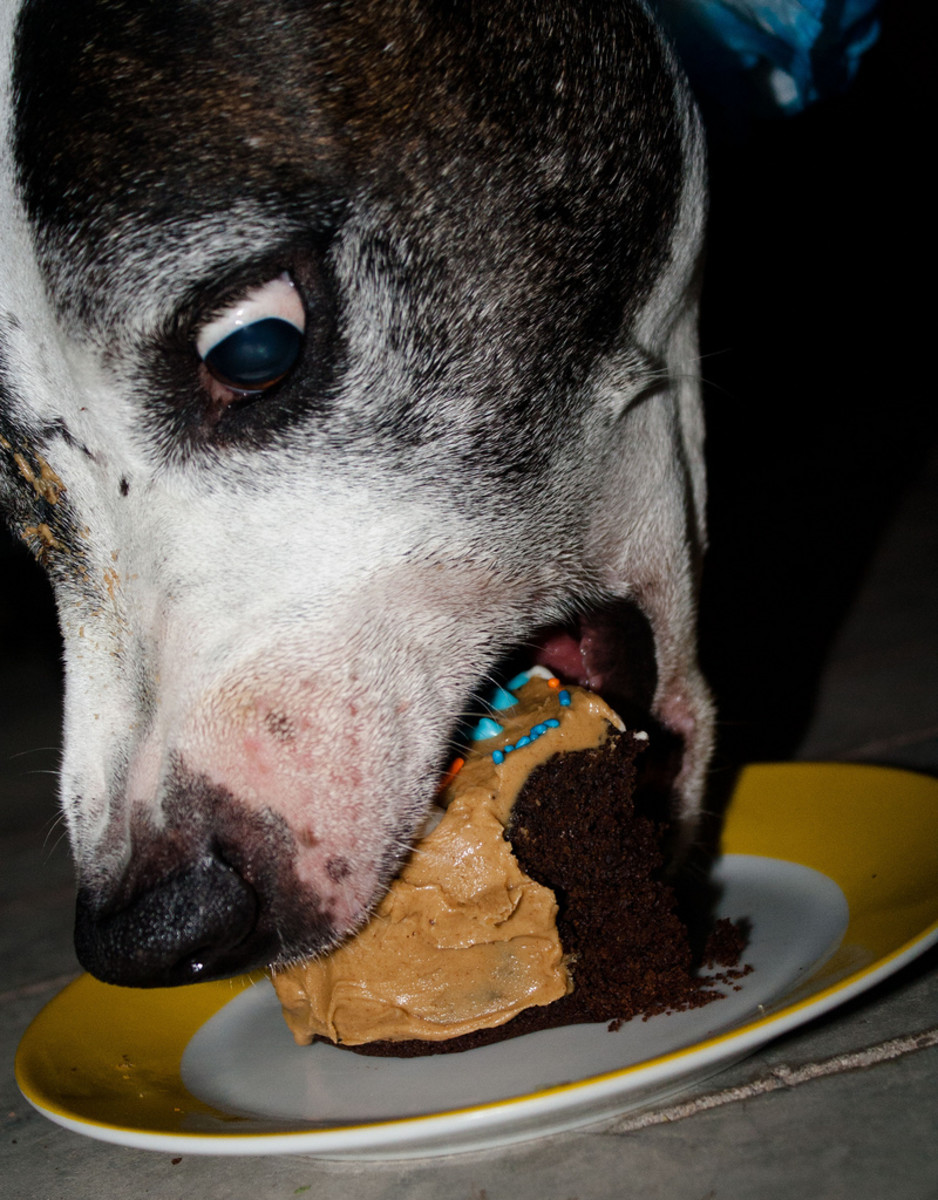 What Happens If You Give A Dog Chocolate