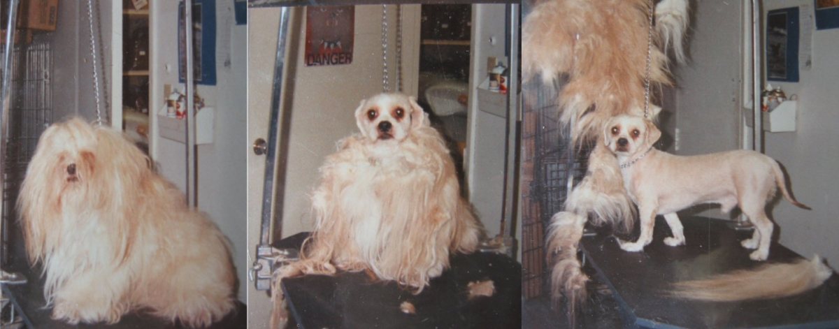 oster classic 76 for dog grooming