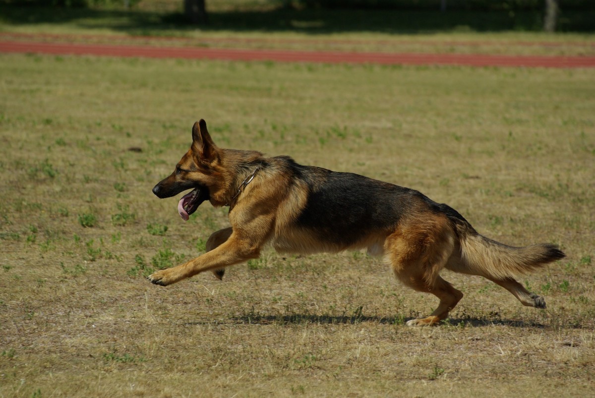 Hip Dysplasia In German Shepherds Pethelpful