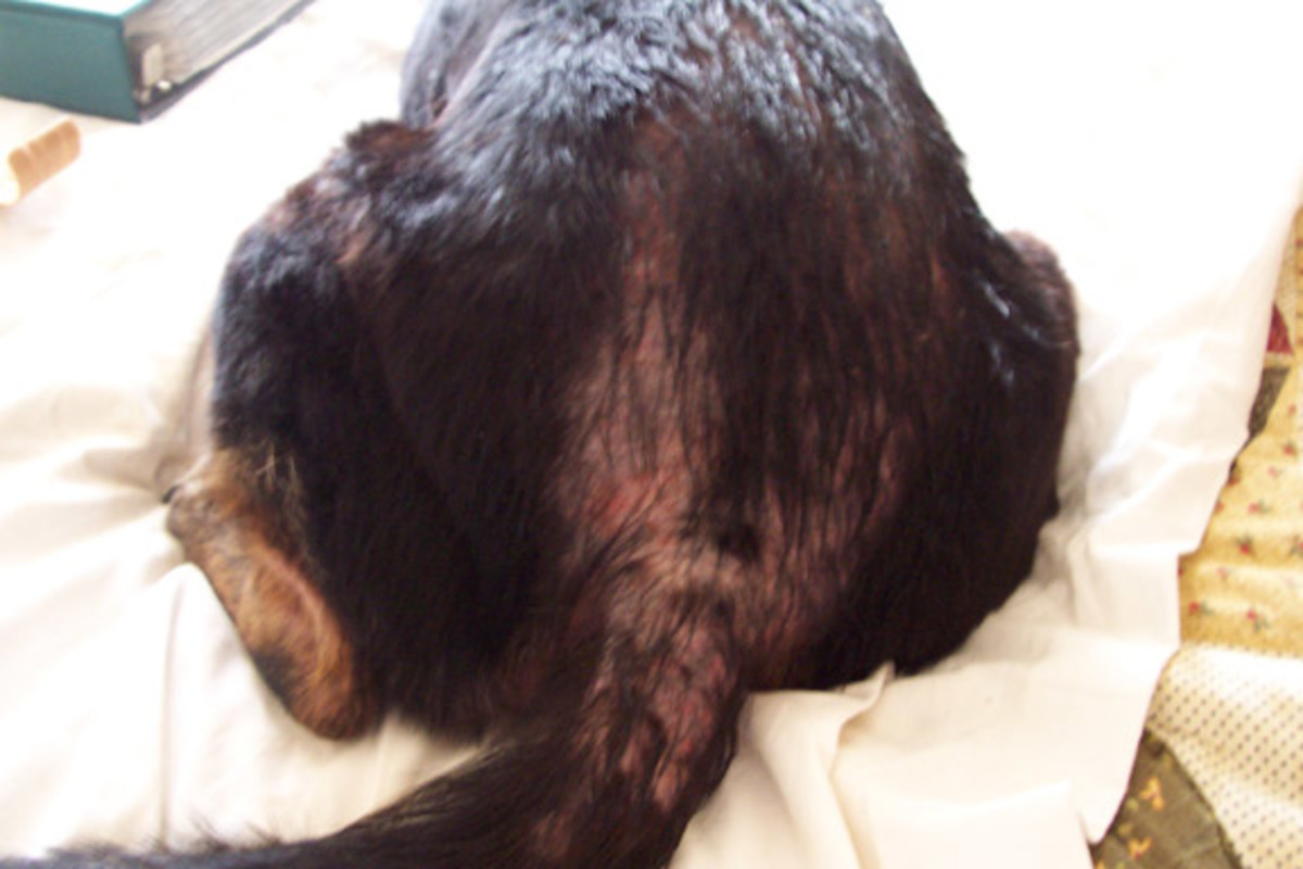 Hot spot on lower back caused by flea dermatitis.