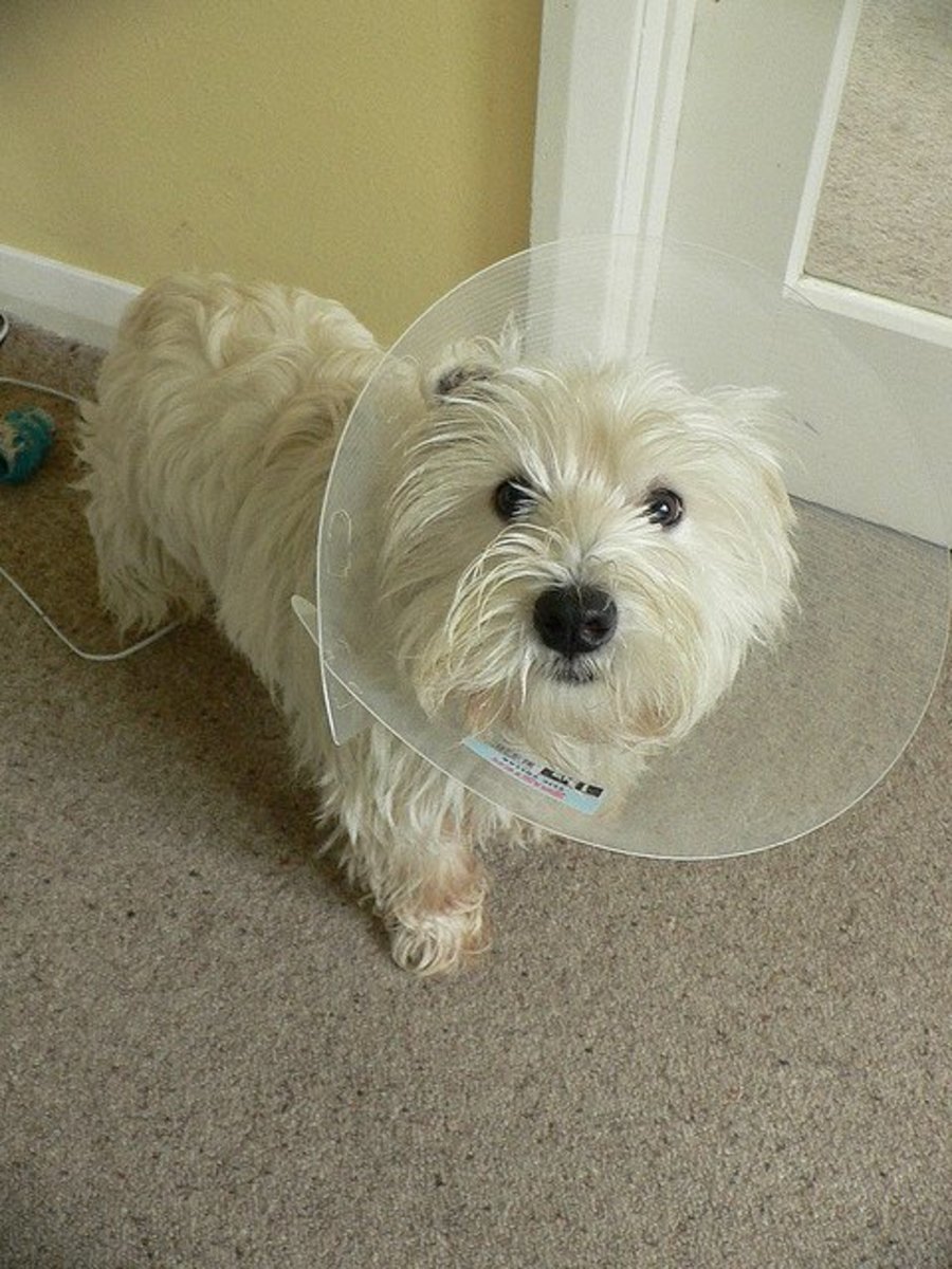 Westies are prone to allergies, so if allowed to lick their feet, they will often have problems with yeast.