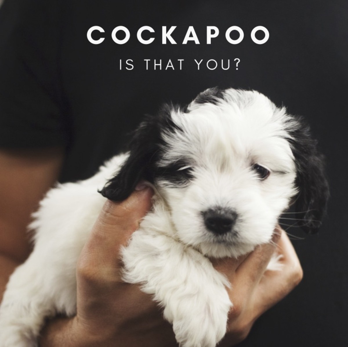 The Cockapoo originates from the Cocker Spaniel and the Poodle (miniature or toy).