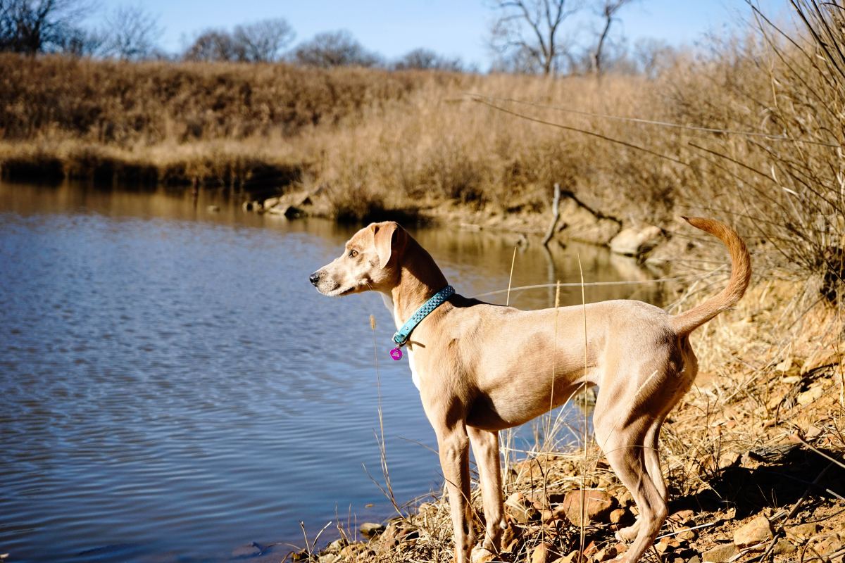 A slender, long-legged, deep-chested, medium-sized, tall dog