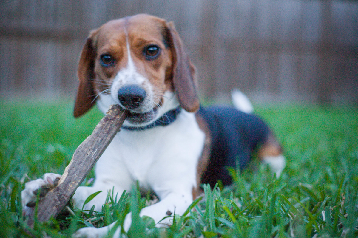6 Reasons Why You Should Consider a Beagle