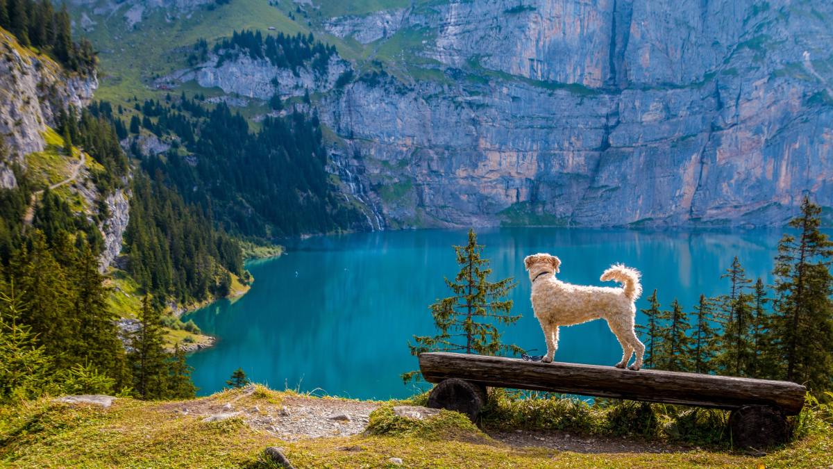 5-tips-for-hiking-with-dogs