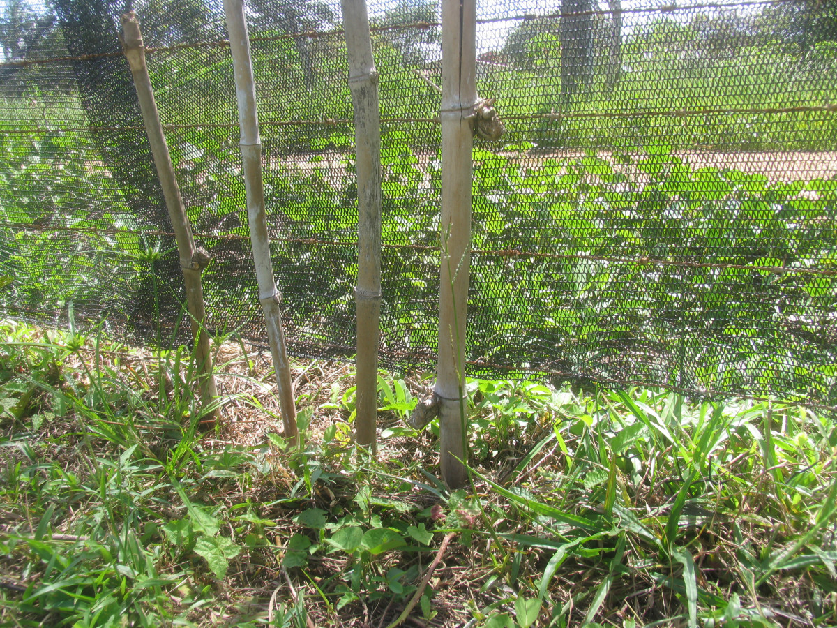 Field fence for clearance dogs