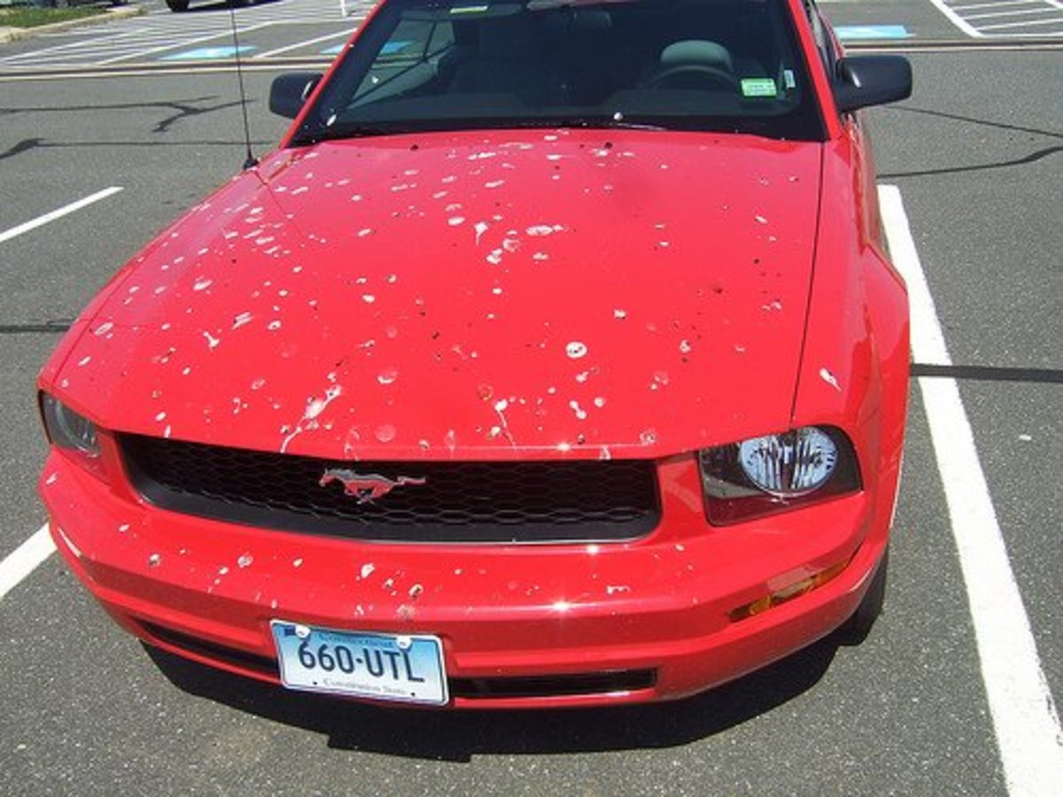 Why Do Birds Always Poop on Certain Cars? AxleAddict