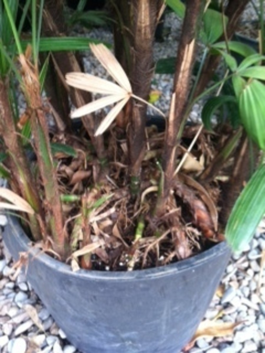 Here is a look at the roots and stems of the rhapis palm.