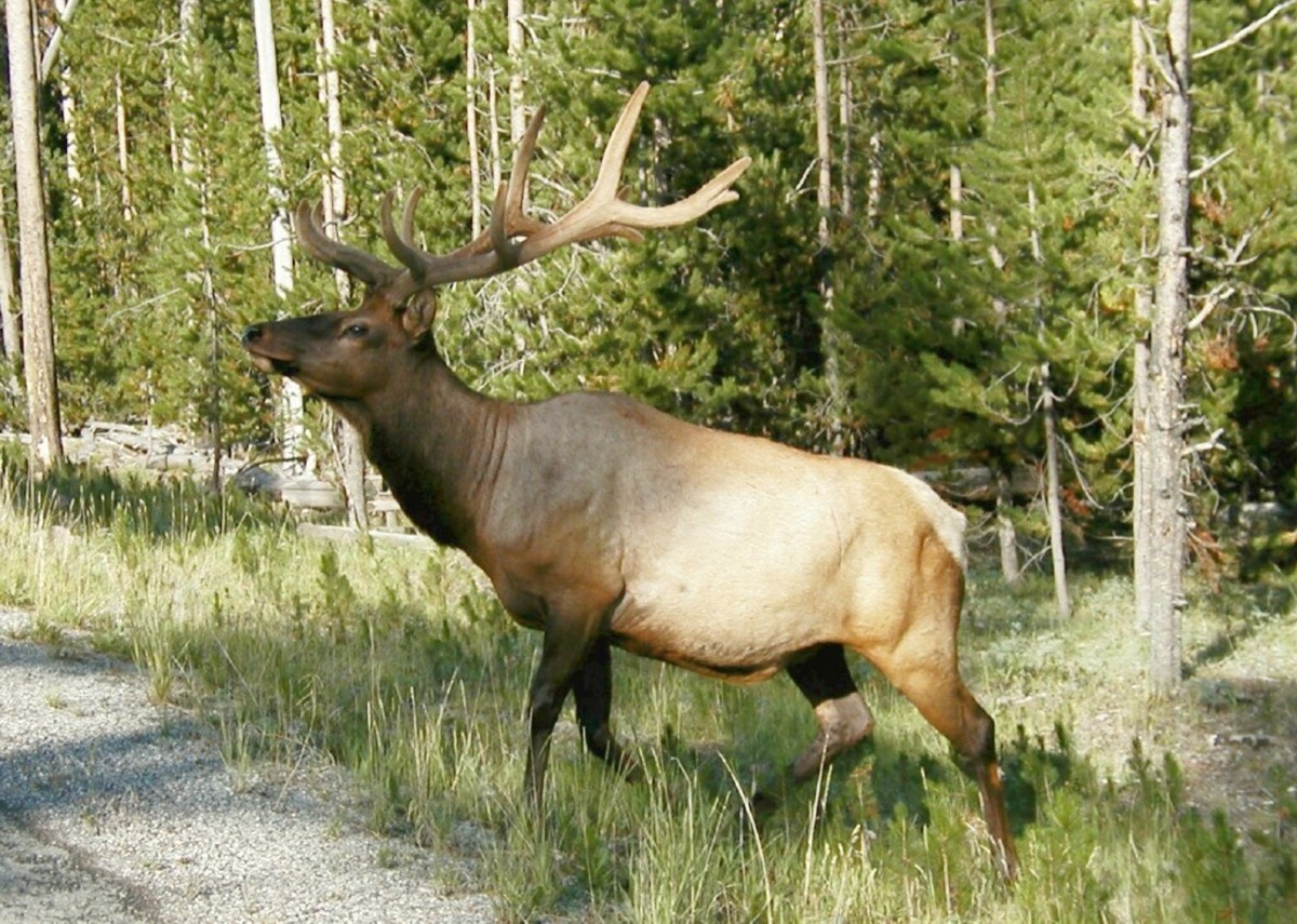 Elk crossing the road at Yellowstone National Park. 