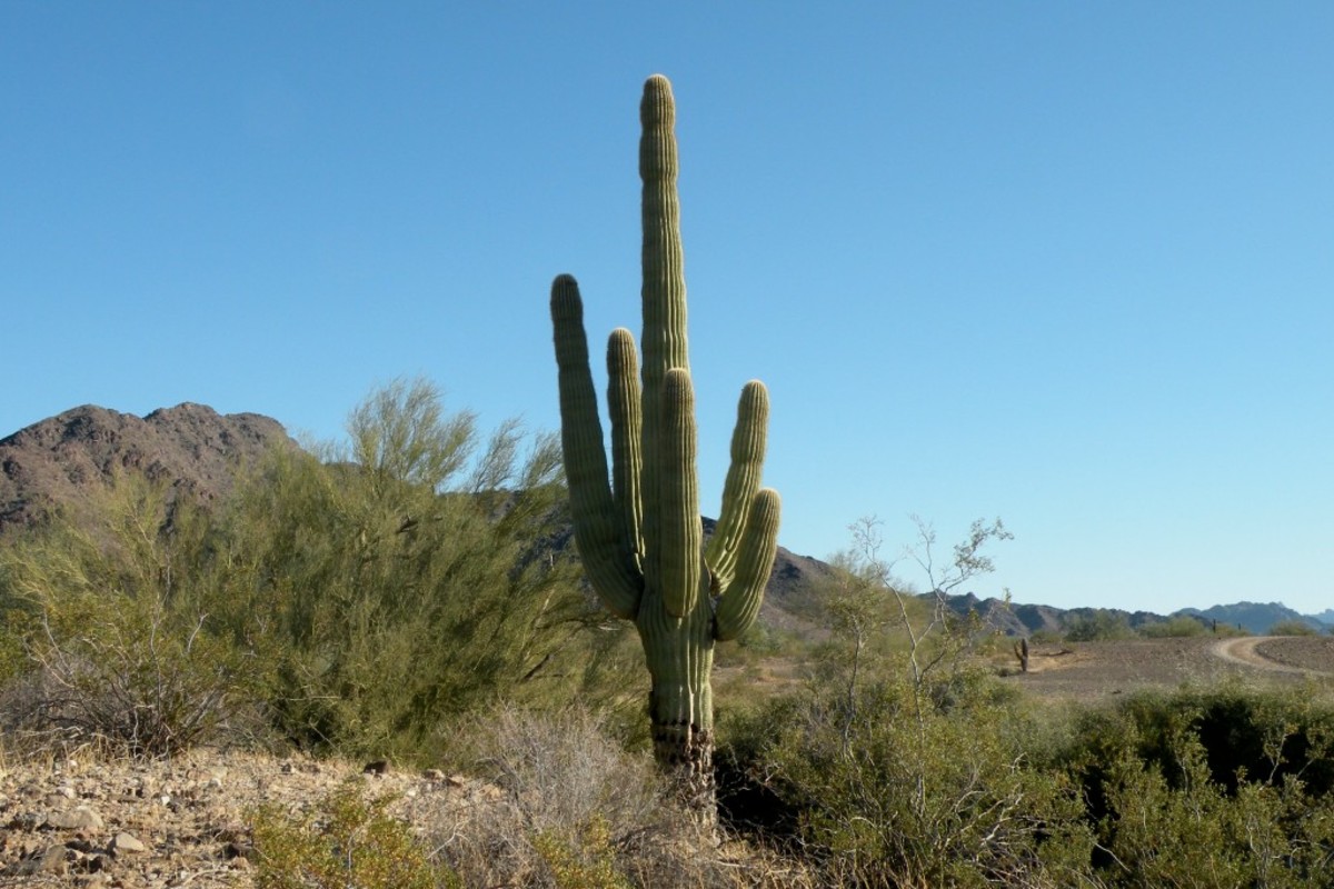 Giant Saguaro cactus near camp.