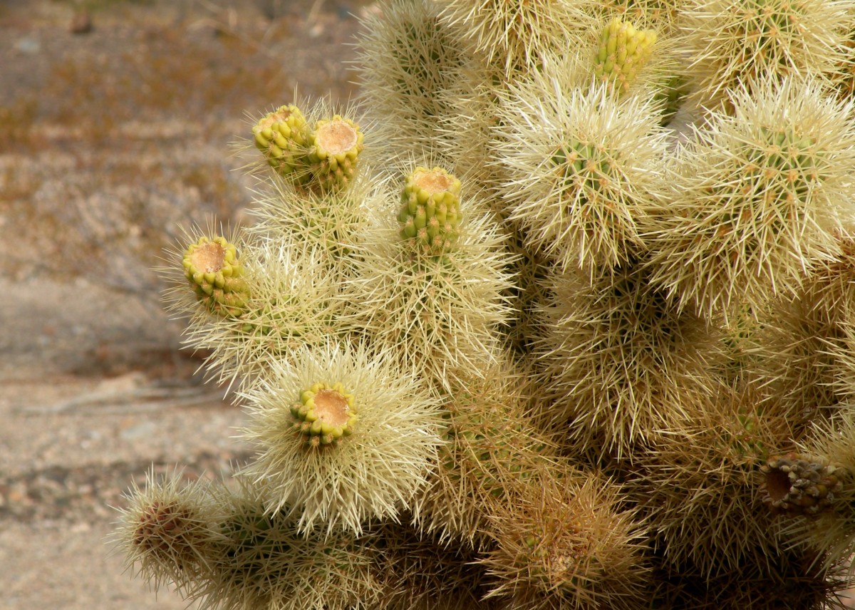 Cholla (Teddy Bear) cactus in bud.  Desert near Quartzsite, Arizona.