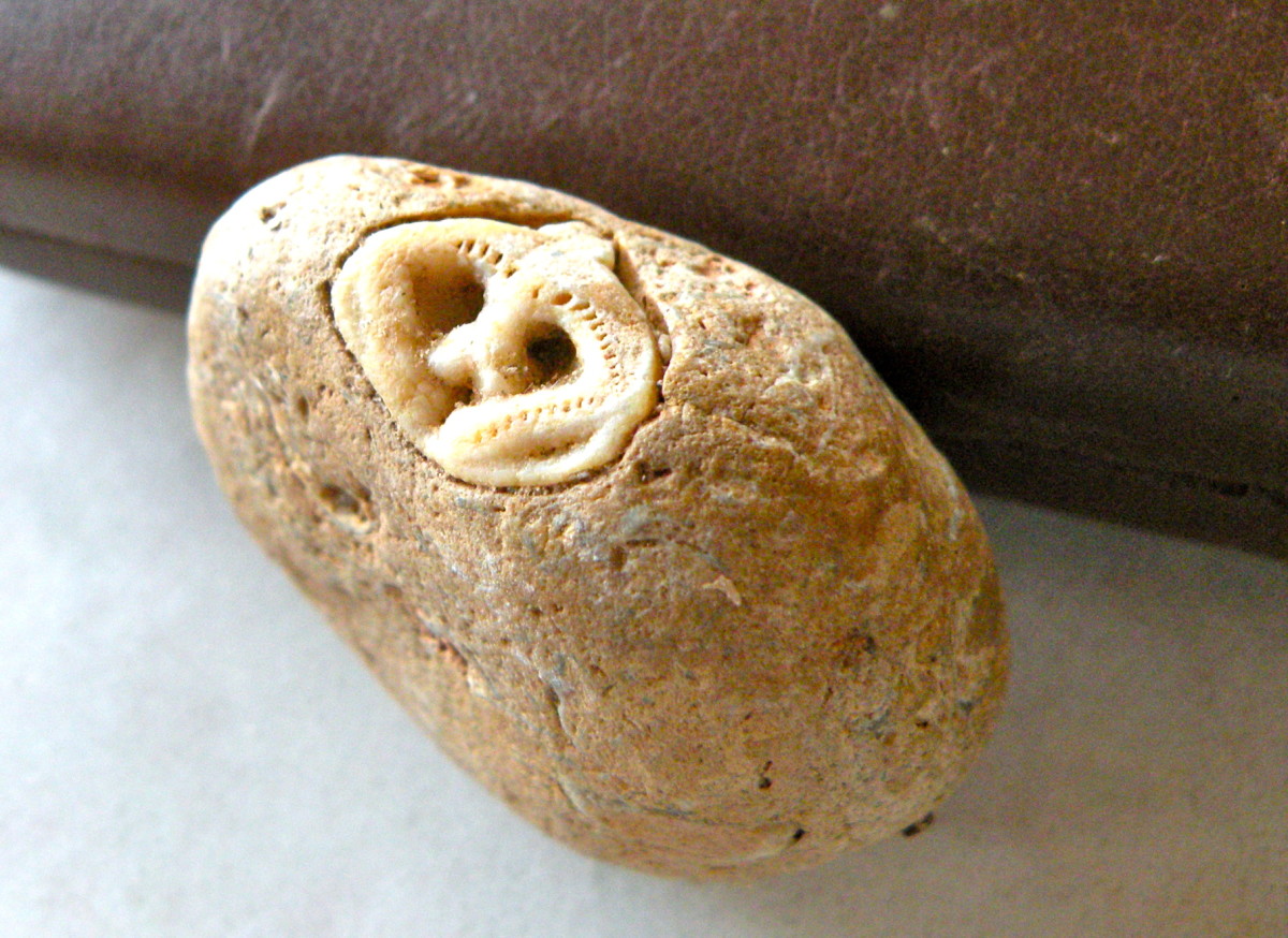 Original Photograph of fossil face in a rock. 