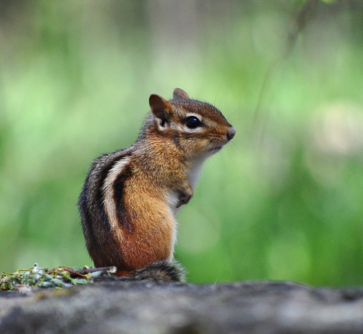 What to Do When Chipmunks and Mice Destroy Your Car Wires - AxleAddict