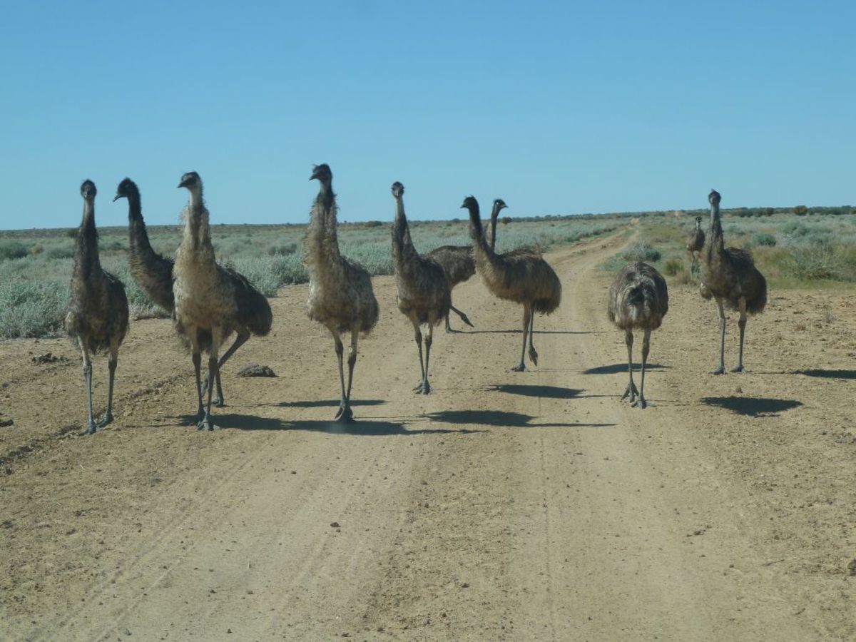 Emus are large and may give us an idea of how some dinosaurs walked and behaved.