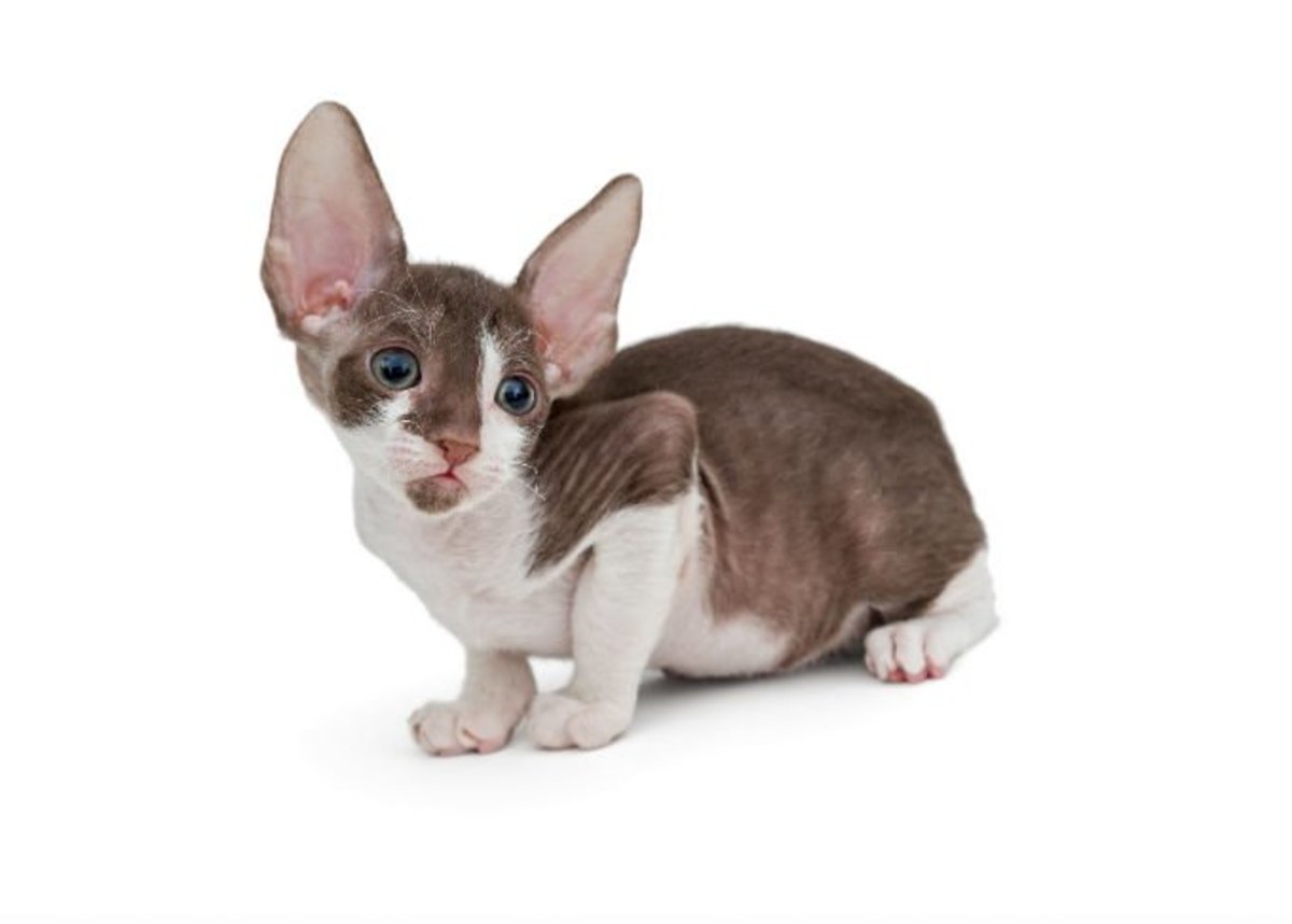 Look at the ears on this Cornish Rex!