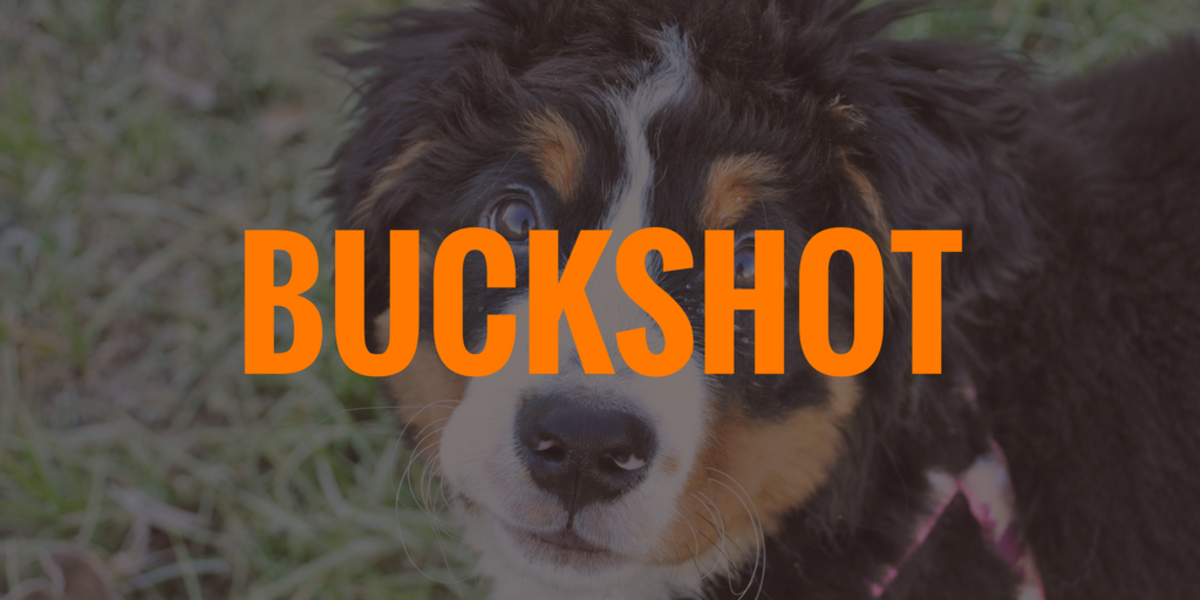 200 Gun Names For Dogs From Anderson To Uzi PetHelpful