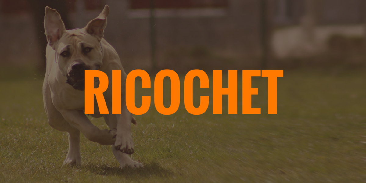 200 Gun Names For Dogs From Anderson To Uzi PetHelpful