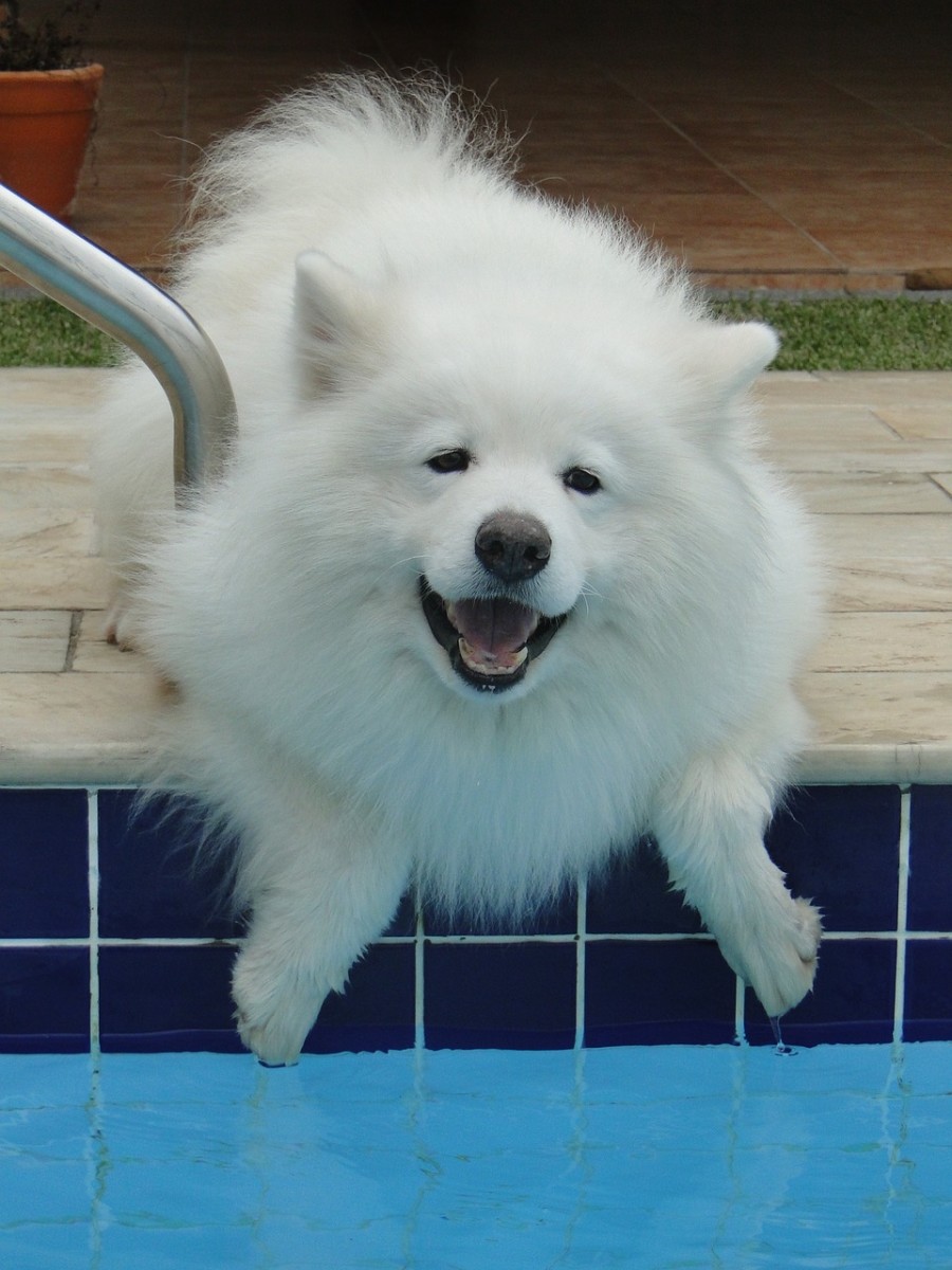the-samoyed-snow-dog-in-winter-and-in-summer