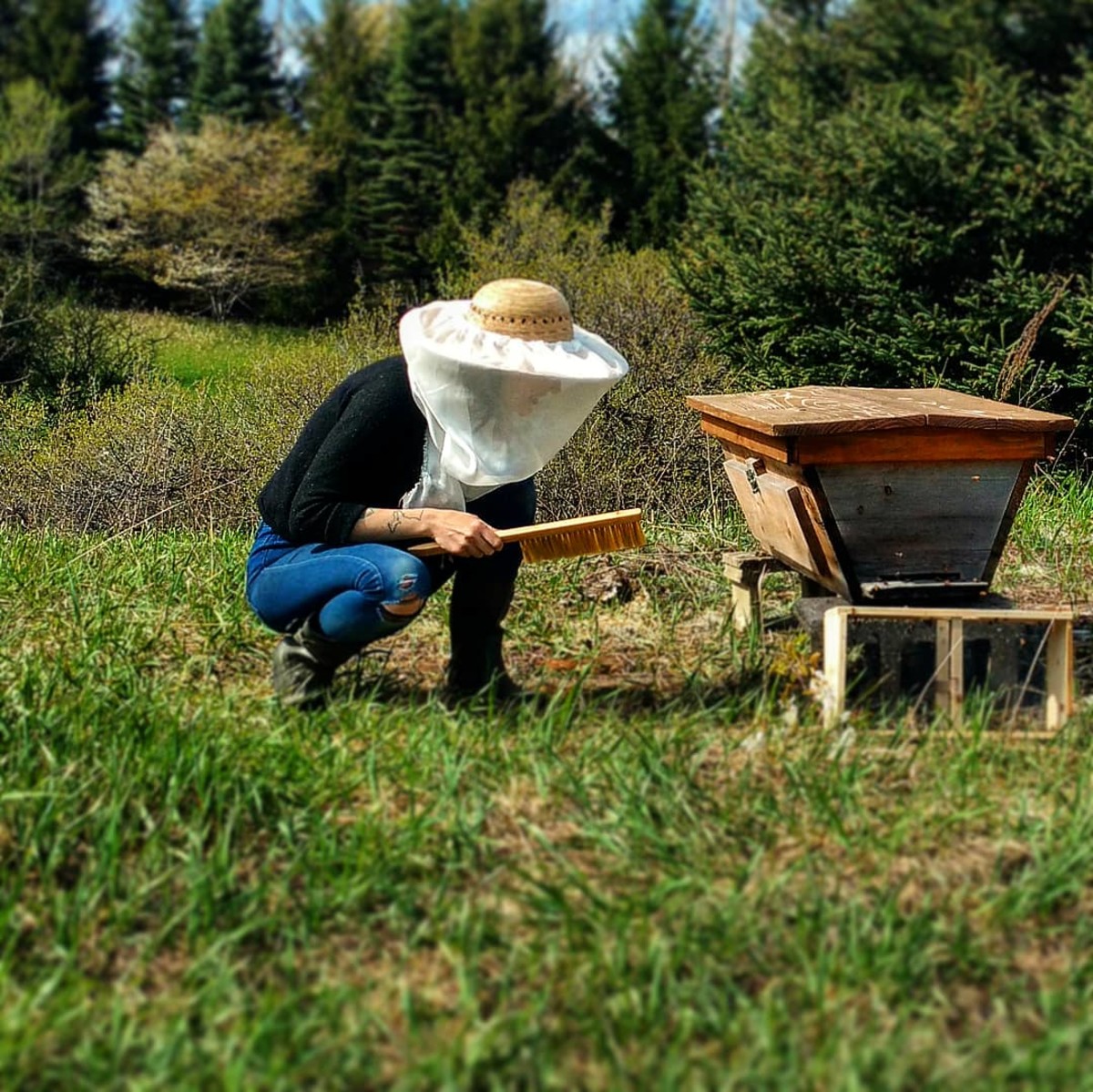 Checking in on the Top Bar hive. When it's harvest time, the comb is crushed and the honey is strained from the beeswax.